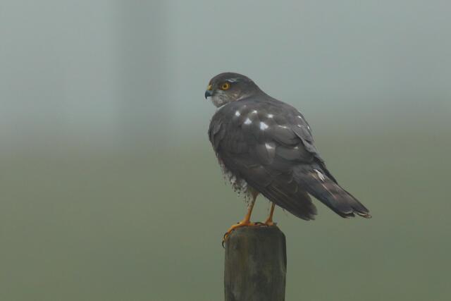 Sperber sitzt im Nebel auf einem Weidepfosten