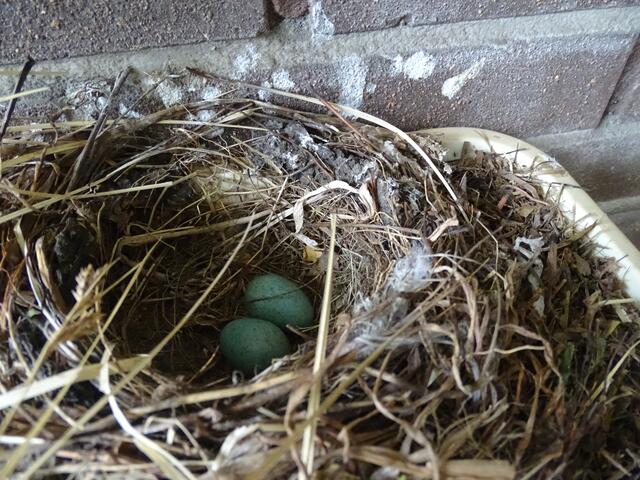 2 Eier sind schon da und das auch noch im alten Nest.