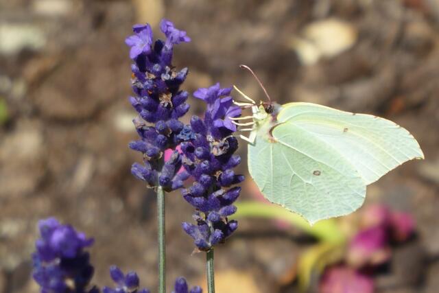 Am 06.07.2023 sitzt der Zitronenfalter am Lavendel.
