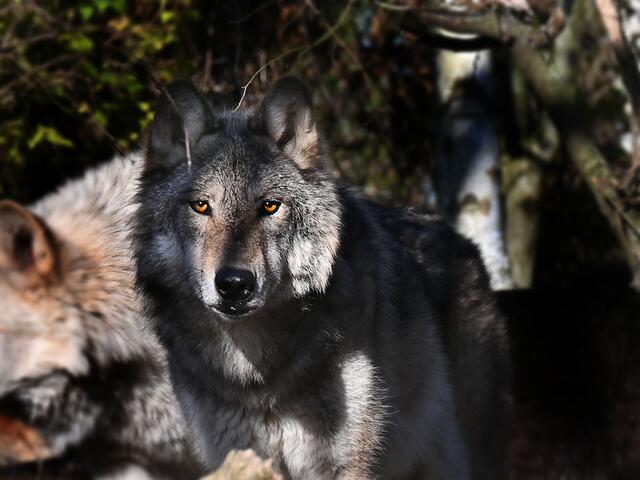 Timberwolf in Yukon Bay