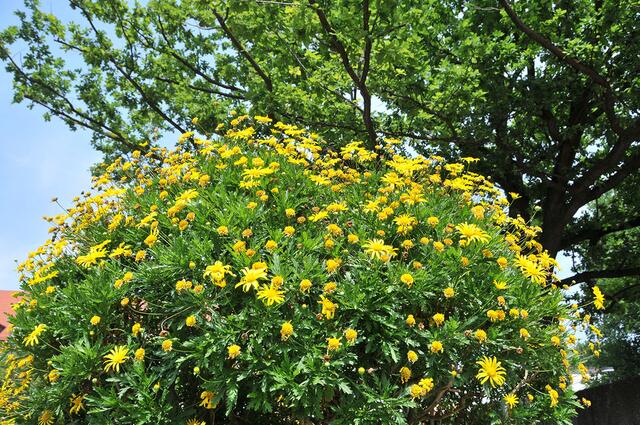Frühling im Stadtpark - bald ist es wieder soweit