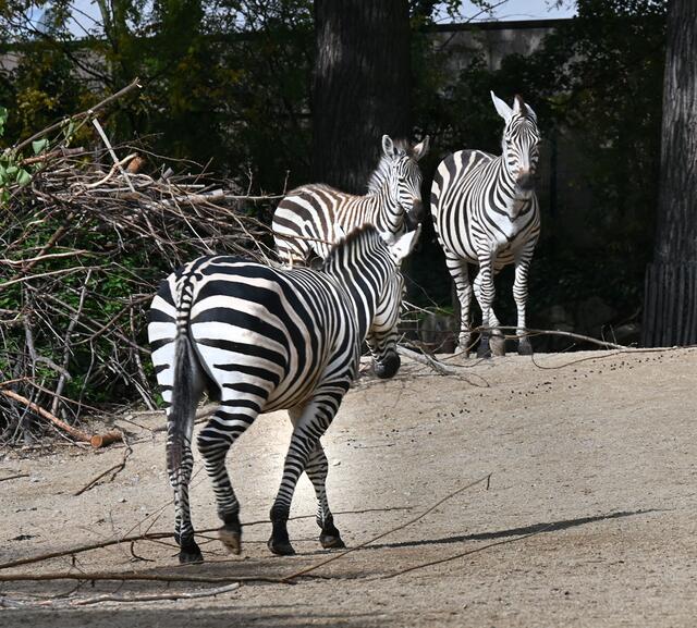 Zebras am Sambesi