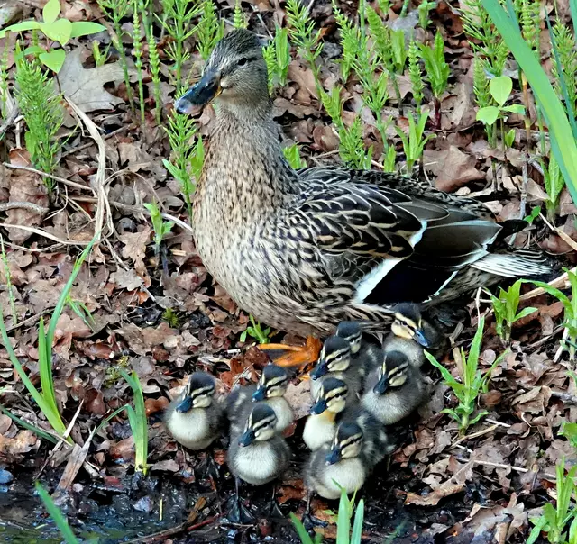 Am 2. Sonntag nach dem Schlüpfen leben noch 9 Küken
