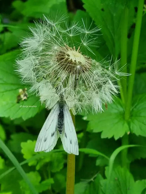 Weißling (Piriedae) an einer Pusteblume (Foto: Katja Woidtke)

Entdeckt im Schlosspark Hagenburg am Steinhuder Meer | Foto: Katja Woidtke