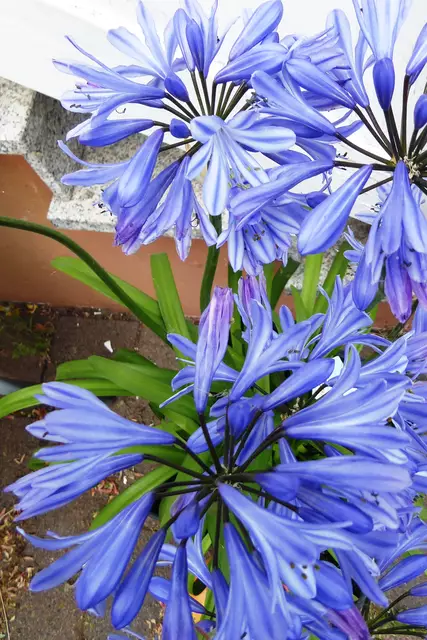  Schmucklilie: Agapanthus africanus 'Amourette Superb Blue'.
