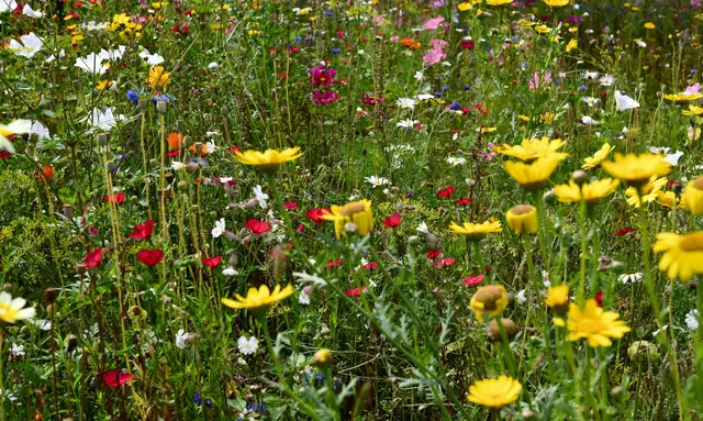 Juni - ein Monat der Lebendigkeit und der langen Tage. Die Sonne streichelt die Haut, und die Natur erwacht in voller Pracht. 
Die Wärme des Juni bringt das perfekte Klima für Wachstum. 
Pflanze deine Träume und pflege sie täglich. | Foto: Günter Presnitz