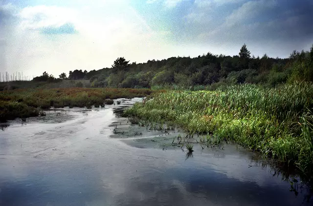 An den Ufern des Steinhuder Meeres