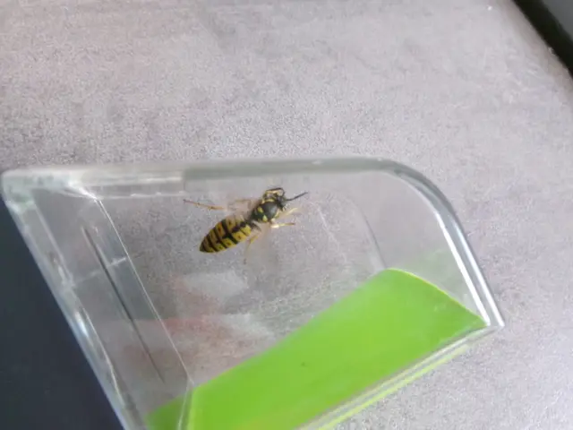 Befand sich nur kurz für die Aufnahme in meinem Insektenfanggerät, danach habe ich sie wieder freigelassen.