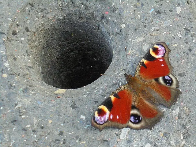 Der Lebensraum für Schmetterlinge wird immer kleiner! | Foto: Sabine Presnitz