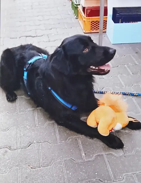 Balou hat in der Kinderbuchabteilung ein Kuscheltier entdeckt und wollte es unbedingt haben!! Sein Frauchen hat es natürlich gekauft!