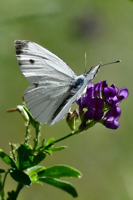 Wer Schmetterlinge lachen hört, der weiß wie Wolken schmecken! (Carlo Karges) | Foto: Günter Presnitz