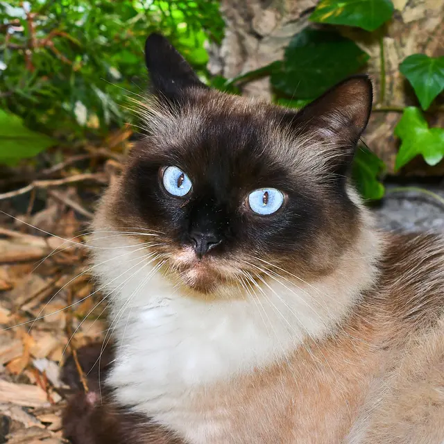 „Katzen erreichen mühelos, was uns Menschen versagt bleibt: Durchs Leben zu gehen, ohne Lärm zu machen“
(Victor Hugo) | Foto: Sabine Presnitz