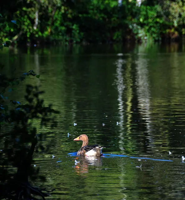 Ente am Altwarmbüchener See