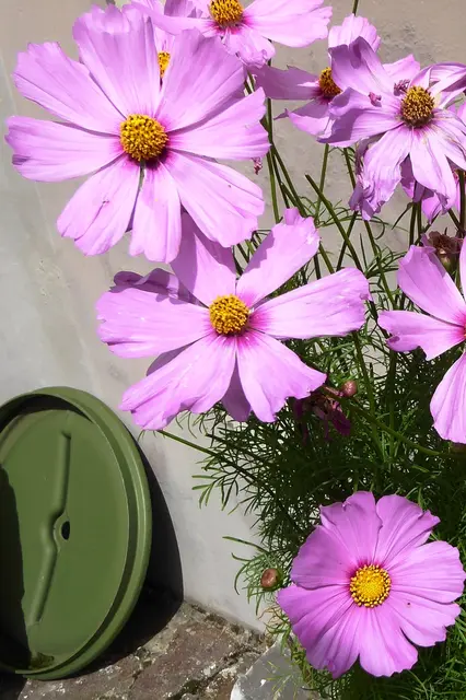 Schmuckkörbchen (Cosmos bipinnatus) im späten Sommer.