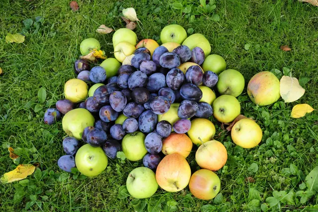 Das ist ein Abschied mit Standarten aus Pflaumenblau und Apfelgrün. Goldlack und Astern flaggt der Garten,und tausend Königskerzen glühn. Das ist ein Abschied mit Gerüchenaus einer fast vergessenen Welt. Mus und Gelee kocht in den Küchen.Kartoffelfeuer qualmt im Feld. Altweibersommer weht im Wind.Das ist ein Abschied laut und leise. Die Karussells drehn sich im Kreise.Und was vorüber schien, beginnt.
aus: Erich Kästner, Der September | Foto: Günter Presnitz