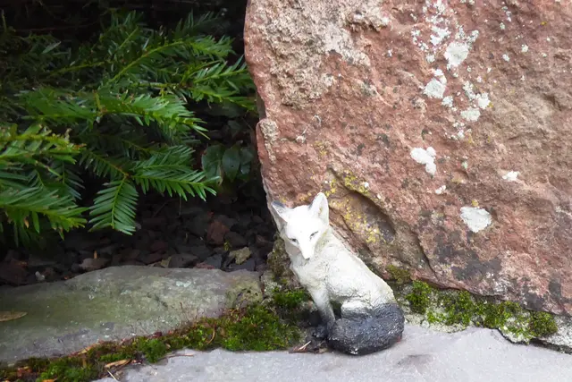 Dem Fuchs auf der Spur.