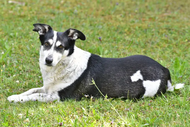 "Dornen mögen dich verletzen, Menschen dich verlassen, das Sonnenlicht sich trüben; aber du wirst niemals ohne Freund sein, wenn du einen Hund besitzt." (Douglas Malloch) | Foto: Günter Presnitz