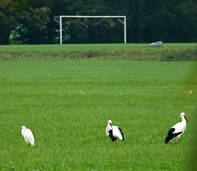 ... denn der gehört eindeutig nicht zur Mannschaft der Störche!