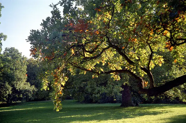 Landschaftspark Georgengarten
