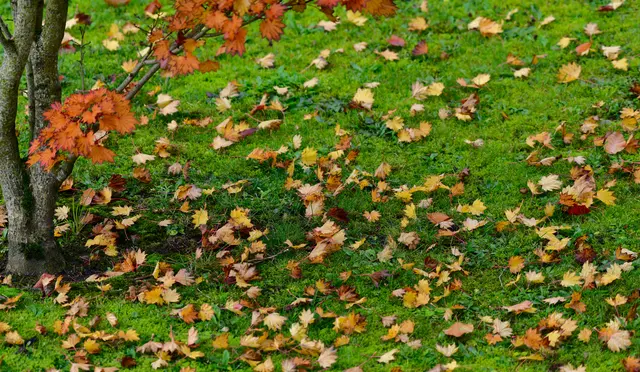 Verzweifle niemals. Die Tage vergehen wie das im Wind fliegende Herbstlaub, und die Tage kehren wieder mit dem reinen Himmel und der Pracht der Wälder. Aufs Neue wird jedes Samenkorn erweckt, und genauso verläuft das Leben. (Indianische Weisheit) | Foto: Günter Presnitz