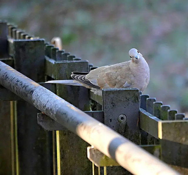 Türkentaube im Schmutterpark