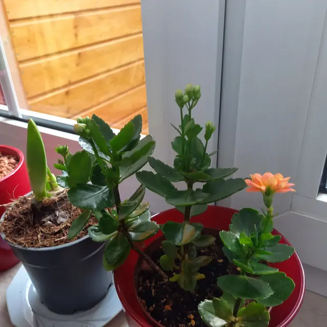 Zum ersten Mal erblüht im Mai - siehe hierzu:
https://www.myheimat.de/wunstorf/c-natur/kalanchoe_a3553963