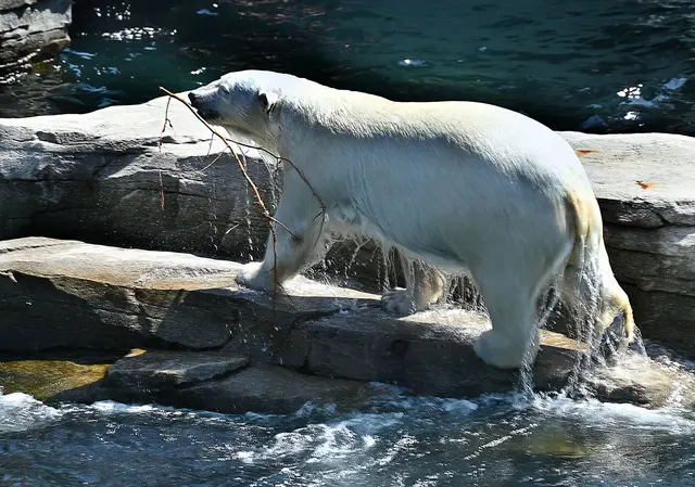 Eisbär in Yukin Bay