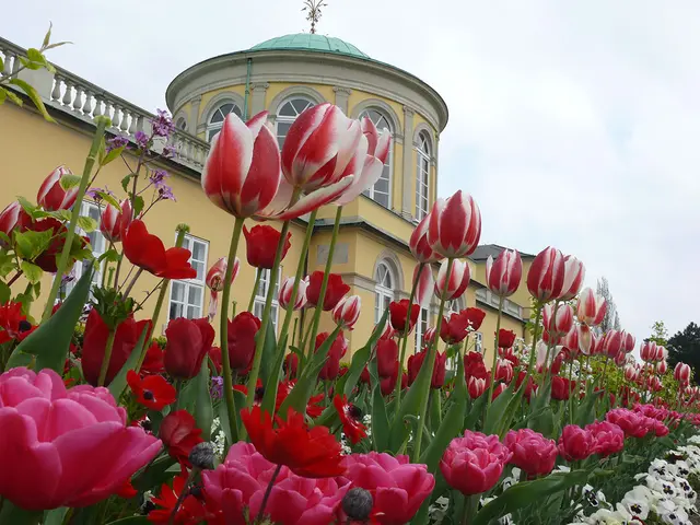 Tulpenfeld vor dem Bibliothekspavillon in Herrenhausen. Im nächsten Jahr hoffentlich wieder zu sehen.