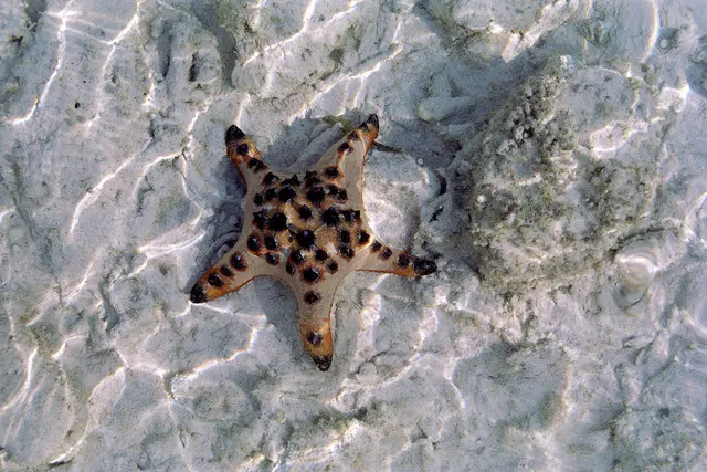 Knotiger Walzenseestern