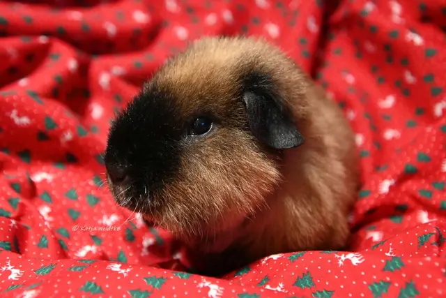 Weihnachtsschweinchen (Foto: Katja Woidtke) | Foto: Katja Woidtke