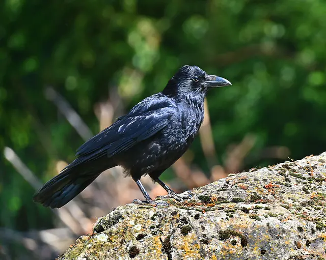 Kein Zootier, aber im Zoo fotografiert