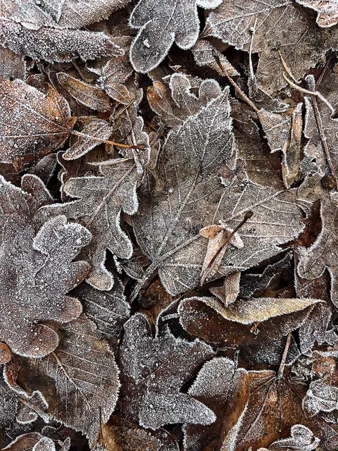 Der Winter kann Kunst: Das hat doch was Grafisches.