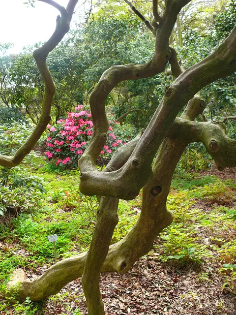 schon fast künstlerisch, wie die Baumstämme gewachsen sind