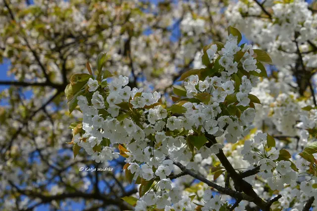 Am 04. Dezember ist Barbaratag (Foto: Katja Woidtke)

Ihr zu Ehren werden am heutigen Tag Obstzweige geschnitten und in die Vase gestellt. Mehr zum Brauch erfahrt ihr über den Link in den Kommentaren. | Foto: Katja Woidtke