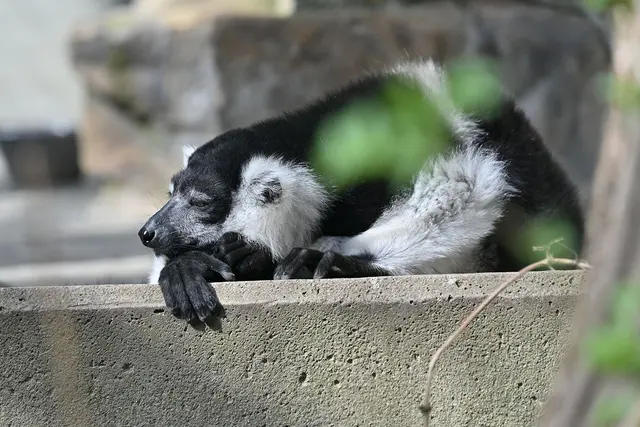 Im März diesen Jahres hatte ich Gürtelvari noch fotografiert. Später im Sommer dann aber schon nicht mehr gesehen. Im Tierlexikon des Erlebniszoos tauchen sie aktuell auch nicht mehr auf.