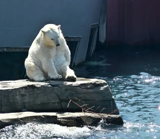 Eisbär in Yukon Bay