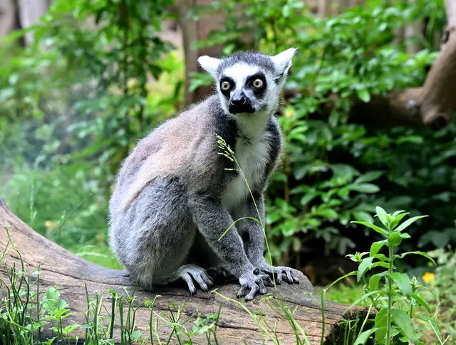 Die Kattas gehören zu den Lemuren (auch Meerkatzen genannt).