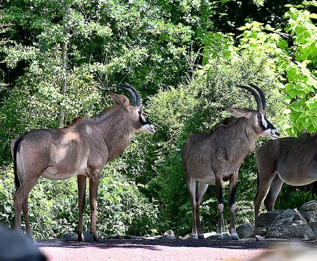 Pferdeantilopen am Sambesi
