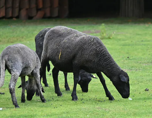 In der Themenwelt Meyers Hof sind alte Haustierrassen zu sehen