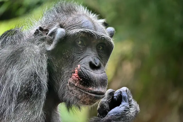 Themenwelt Afi-Mountain