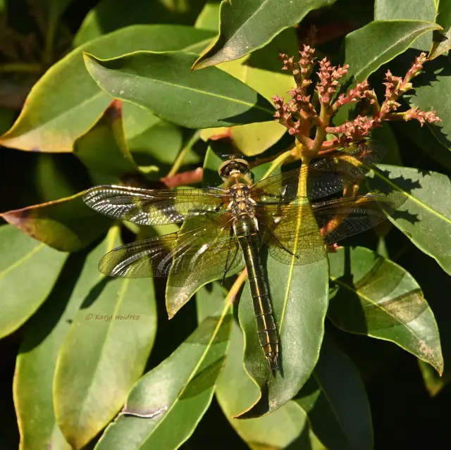 Gemeine Smaragdlibelle (Cordulia aenea) (Foto: Katja Woidtke)

Erinnerungen an einen wunderschönen Tag im Mai 💚 | Foto: Katja Woidtke