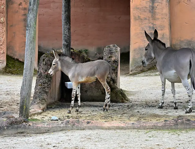 Nord/Westafrika am hannoverschen Sambesi