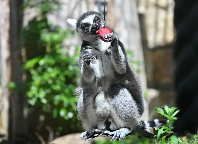 Katta beim Mittagessen