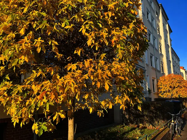 gesehen in der Leinaustraße in Linden-Nord. Wenn die Sonne scheint, ist hier mitten im Dezember immer noch "Goldener Oktober".