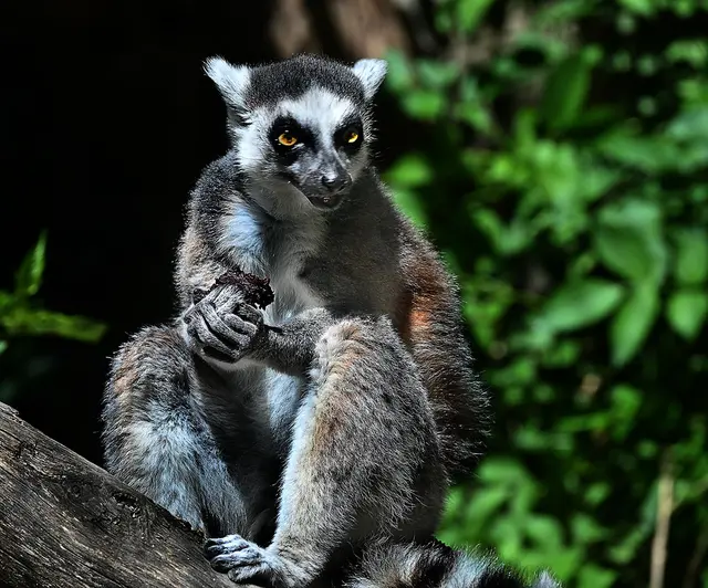 Halbaffen / Lemuren / Meerkatzen - es gibt viele Namen