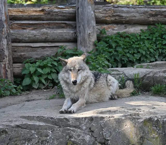 Timberwolf in Yukon Bay