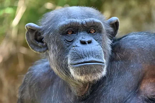 Porträt eines Schimpansen