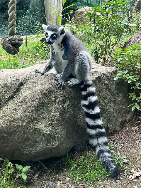 Kattas haben einen ganz schön langen Schwanz, Wenn die Tiere in Gänze auf dem Foto zu sehen sein sollen, müssen sie entweder weit weg von der Glasscheibe sein oder der Fotograf muss ein Weitwinkel verwenden.