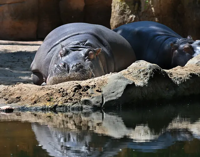 Flusspferde dösen in der Sonne
