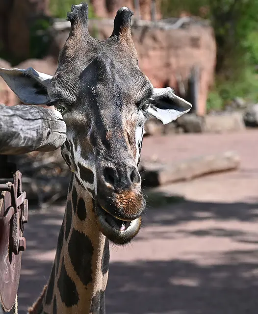 Zum ersten Mal bei den Fotomotiven: Die Nubische Giraffe. Nun ganz stimmt das nicht. Die Geraffenart hat nur ihren Namen geändert.Früher firmierten sie unter "Rothschildgiraffen".